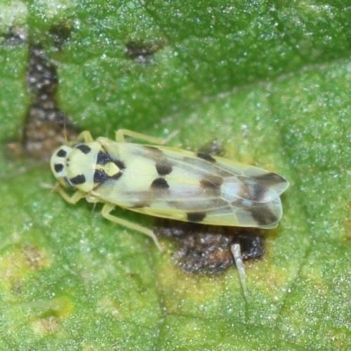 Réf. 334 801 : Eupteryx atropunctata